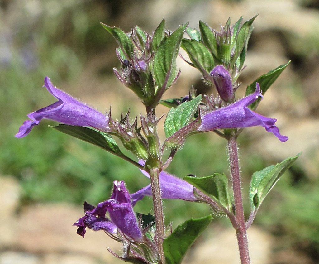 Acinos alpinus